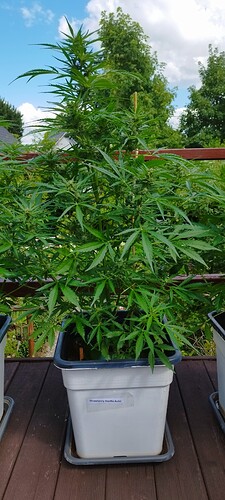 Growreport Bild 18