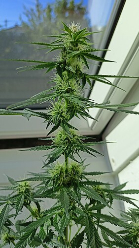Growreport Bild 8