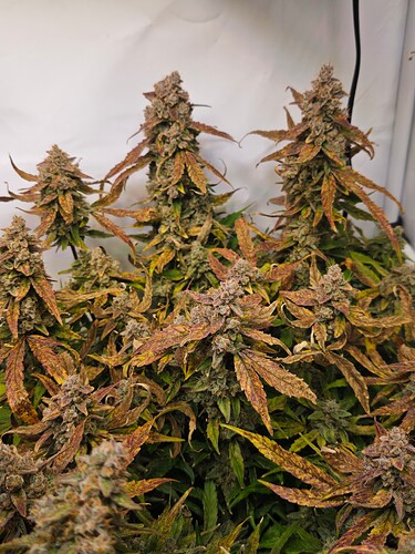 MVIMG_20251204_172215