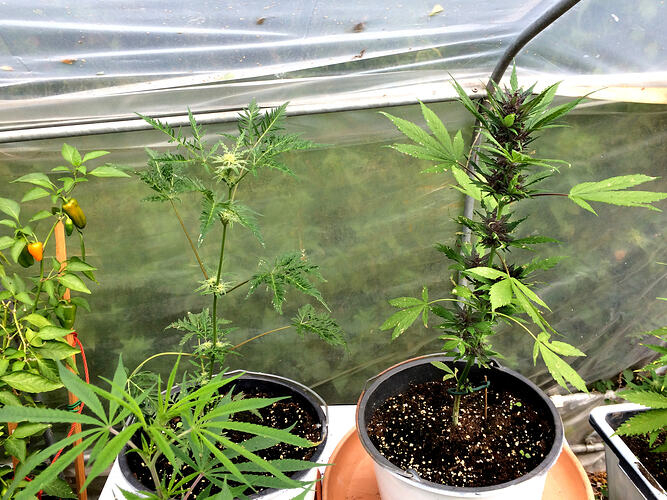 Grow26090607