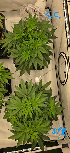 Growreport Bild 28