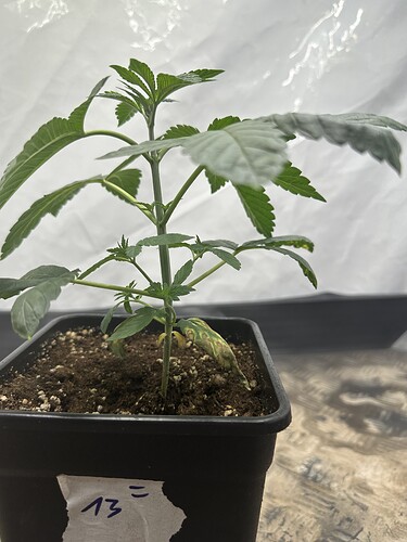 Growreport Bild 28
