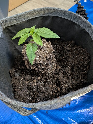 Growreport Bild 5