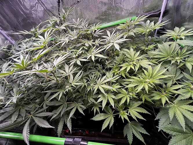 Growreport Bild 60