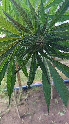 Growreport Bild 13