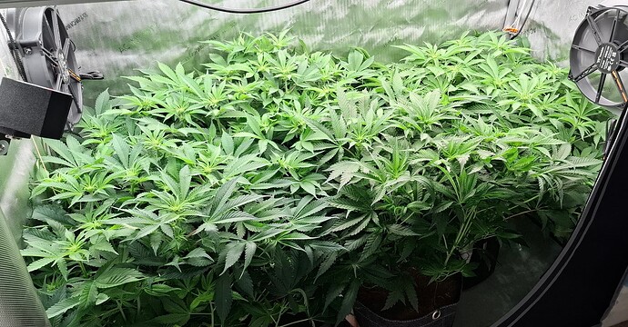 Growreport Bild 1