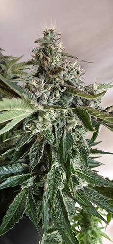Growreport Bild 50