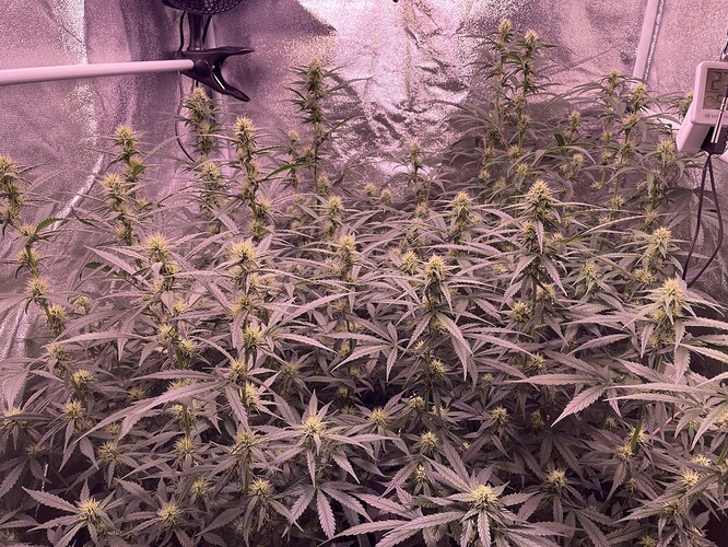 Growreport Bild 7