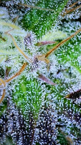 Growreport Bild 1