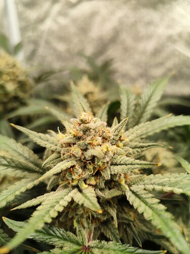 Growreport Bild 11