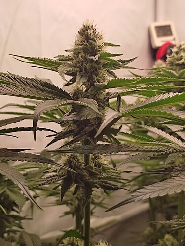 Growreport Bild 10