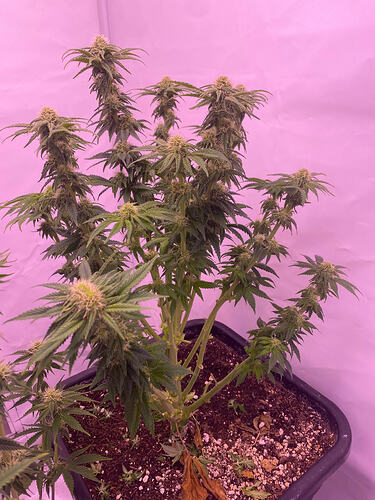 Growreport Bild 17
