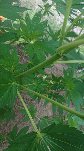 Growreport Bild 36