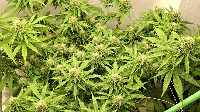 Growreport Bild 293