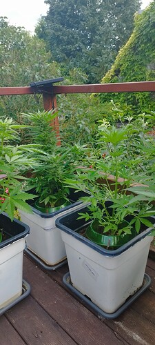 Growreport Bild 20