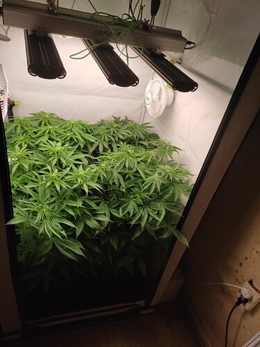 Growreport Bild 4