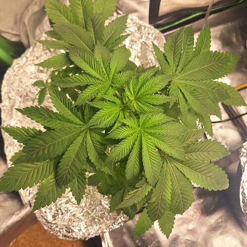 Eine junge Cannabispflanze in der Wachstumsphase, von oben fotografiert, mit breiten, grünen Blättern, die sich um einen zentralen Stiel ranken. Die Pflanze steht in einem Topf, der mit Alufolie umwickelt ist, und befindet sich in einem Grow-Zelt.