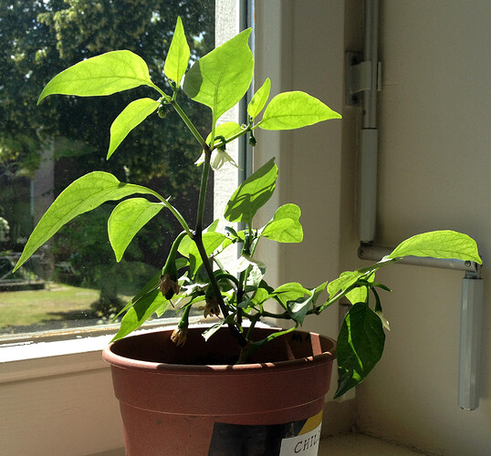 chilis_240618_1