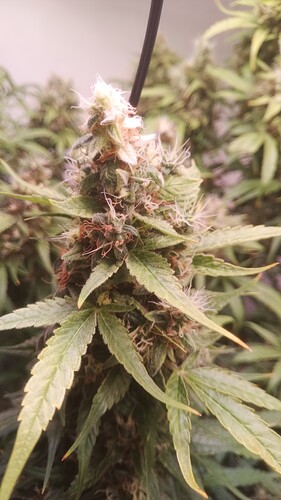 Growreport Bild 6
