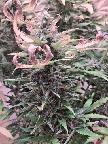 Growreport Bild 5