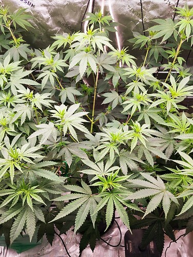 Growreport Bild 4