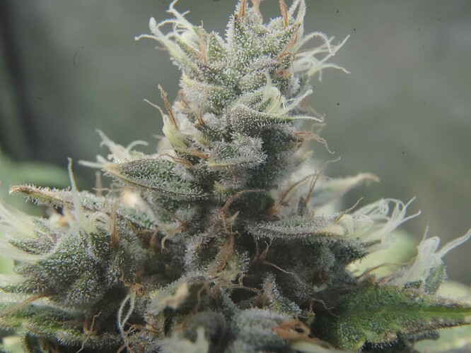 Growreport Bild 4