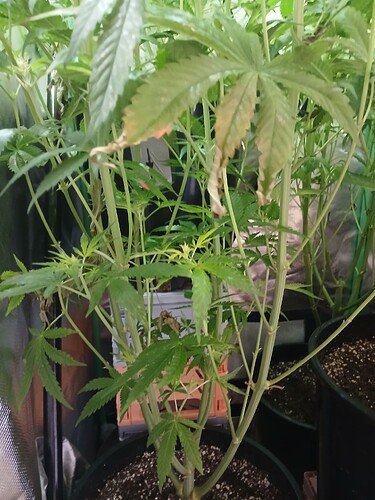 Growreport Bild 4