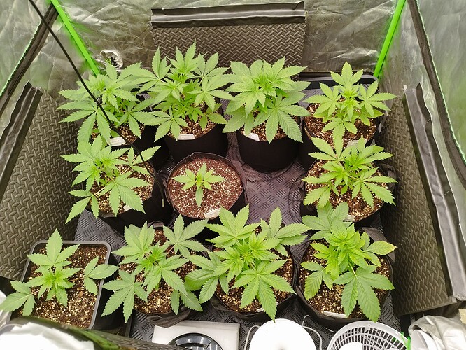 Mehrere junge Cannabispflanzen in verschiedenen Wachstumsstadien in einem Growzelt.