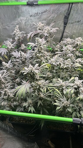 Growreport Bild 5