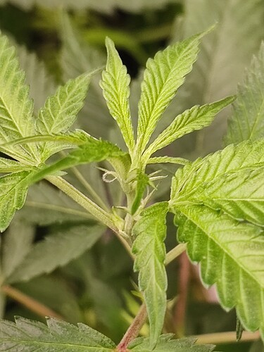 Growreport Bild 33