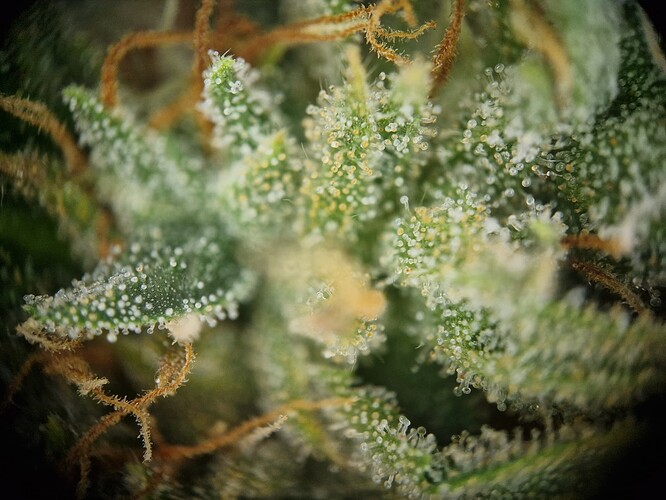 Growreport Bild 1