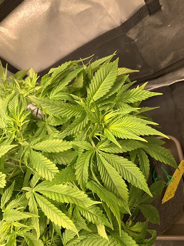 Growreport Bild 4