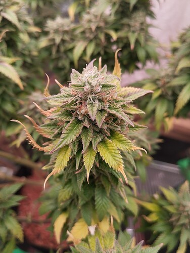 Growreport Bild 22