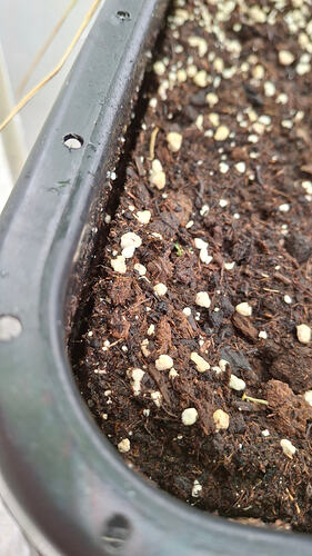 Growreport Bild 250