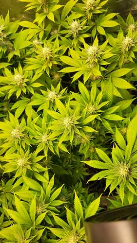 Draufsicht auf eine blühende Cannabispflanze mit zahlreichen Blütenständen unter hellem Licht.