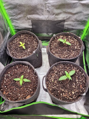 Growreport Bild 1