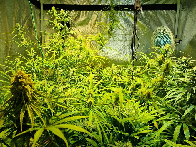 Mehrere Cannabis-Pflanzen in der Blütephase in einem Grow-Zelt, beleuchtet von einer Lampe. Eine Pflanze im Vordergrund links hat einen großen, dichten Bud.