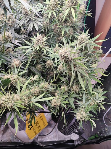 Growreport Bild 19