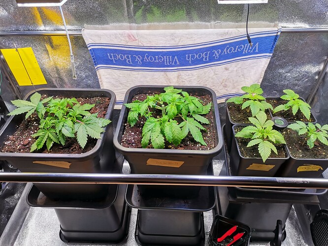 Mix grow (3)