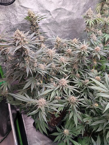 Growreport Bild 16