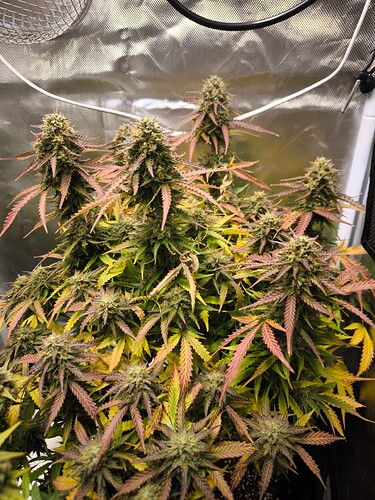 Growreport Bild 6