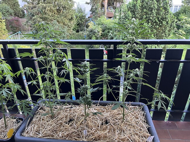 Growreport Bild 1