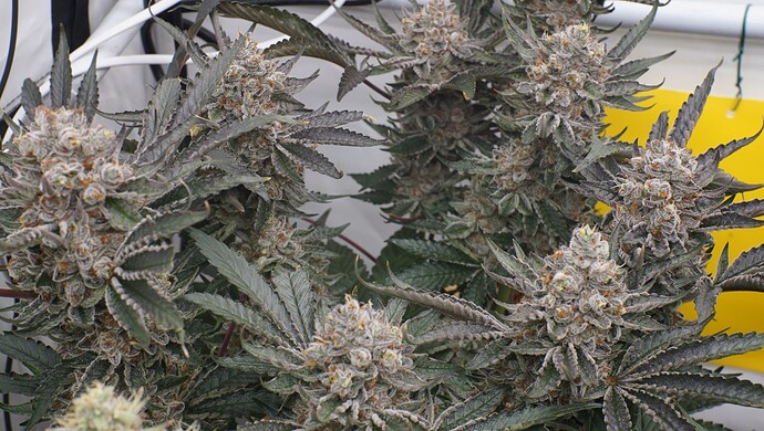 Growreport Bild 1