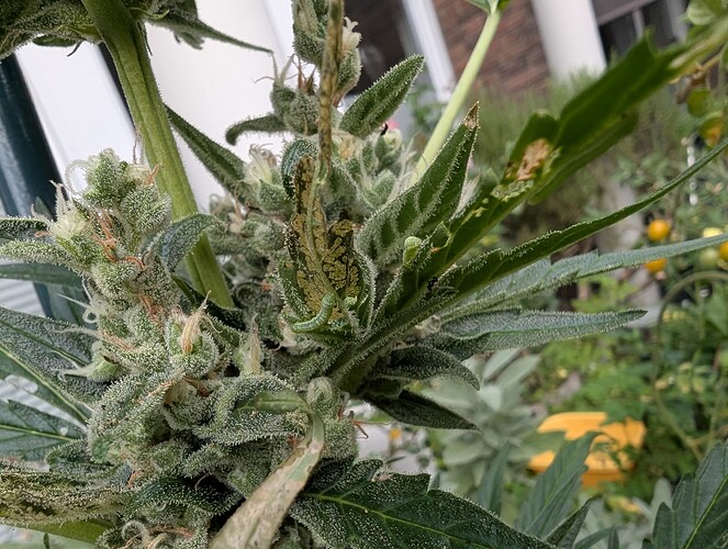 Growreport Bild 3