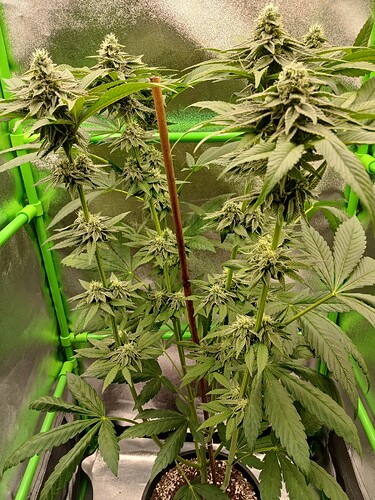 Growreport Bild 5