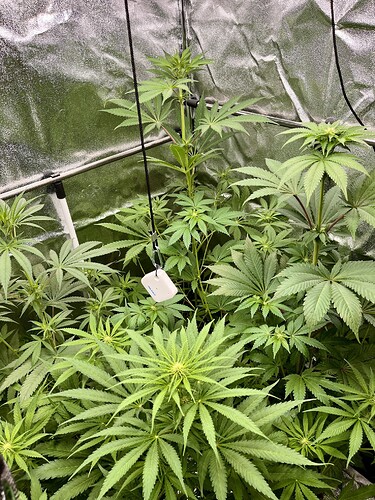 Growreport Bild 7