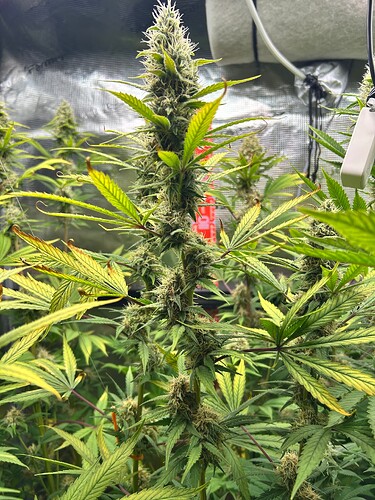 Growreport Bild 19