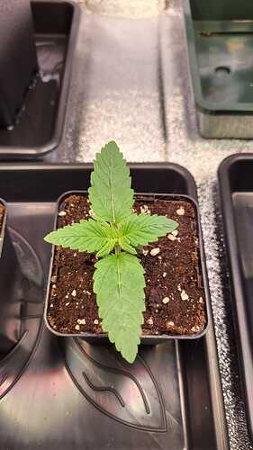 Growreport Bild 40