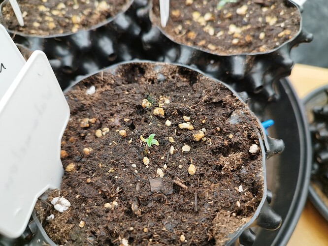 Growreport Bild 9