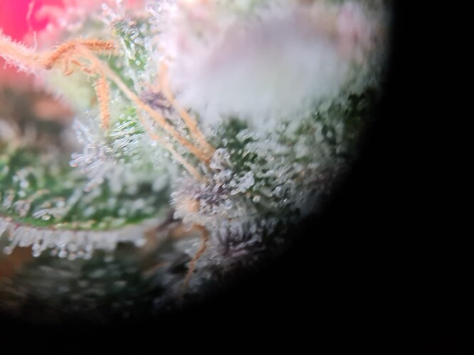 Growreport Bild 28